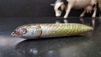 Pike Lure Skins
