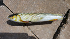 Roach Lure Skins