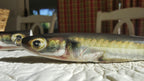 Sand Eel Lure Skins