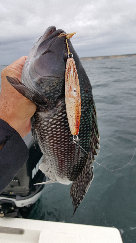 Squid Lure Skins
