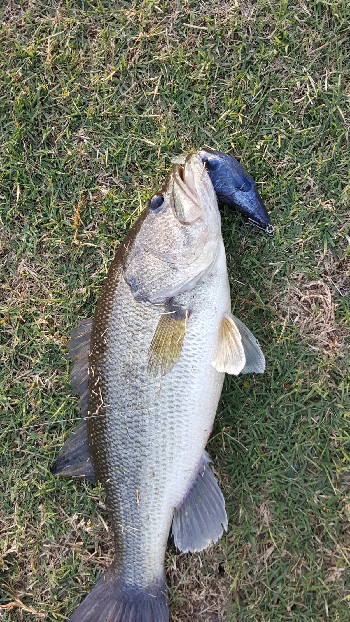 Pond Bluegill Lure Skins