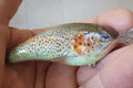 ProSkinz Brown Trout Lure Skins