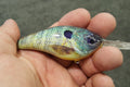 ProSkinz Bluegill Lure Skins