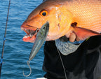 Foil Sardine Lure Skins