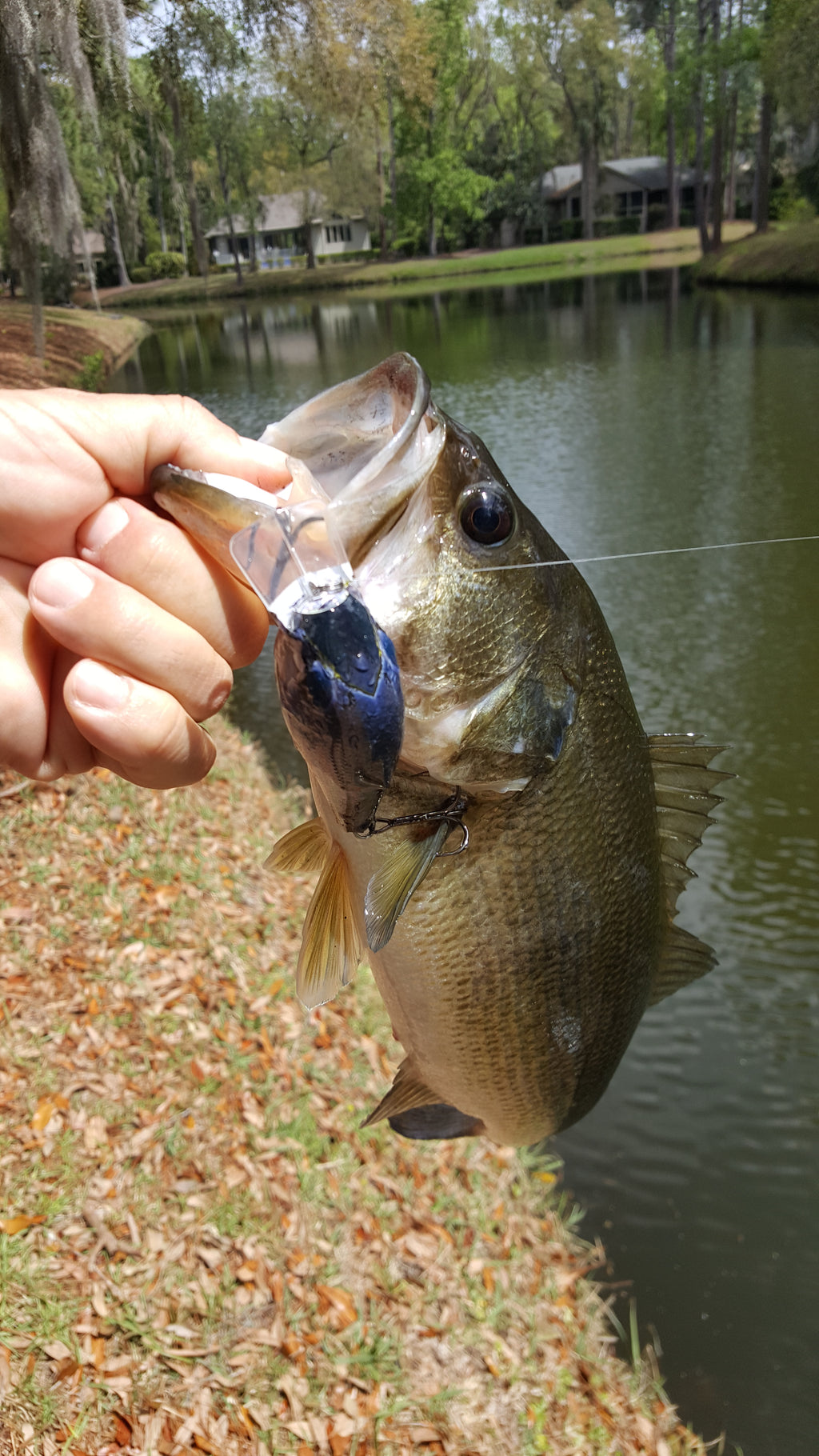 Pond Bluegill Lure Skins