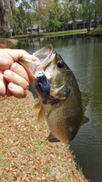 Pond Bluegill Lure Skins